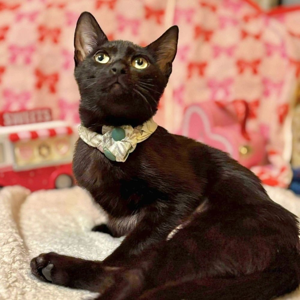 CLOVER - Domestic Short Hair available for adoption