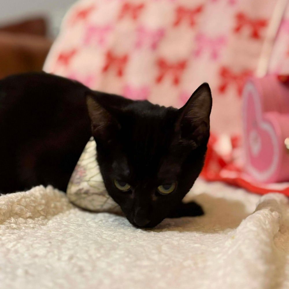 CLOVER - Domestic Short Hair available for adoption