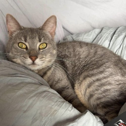 JEWEL - Domestic Short Hair available for adoption