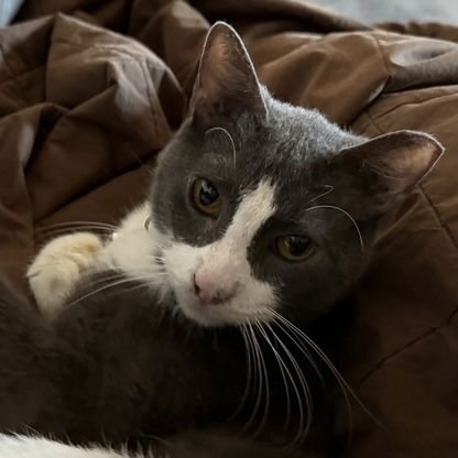 BLUE - Domestic Short Hair available for adoption