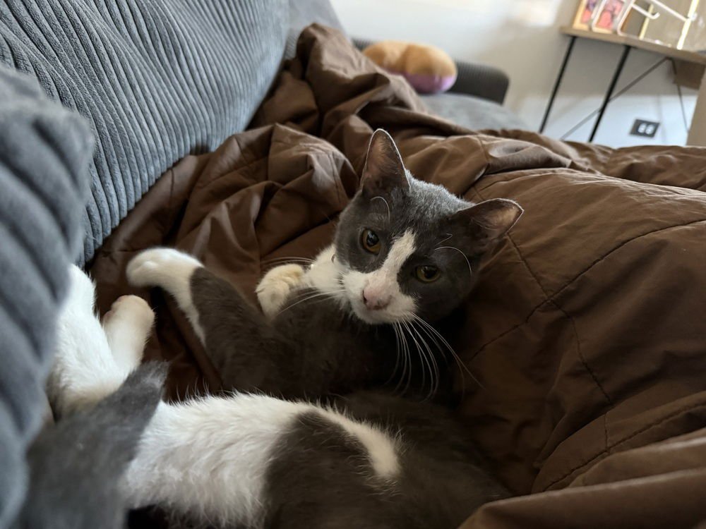 BLUE - Domestic Short Hair available for adoption