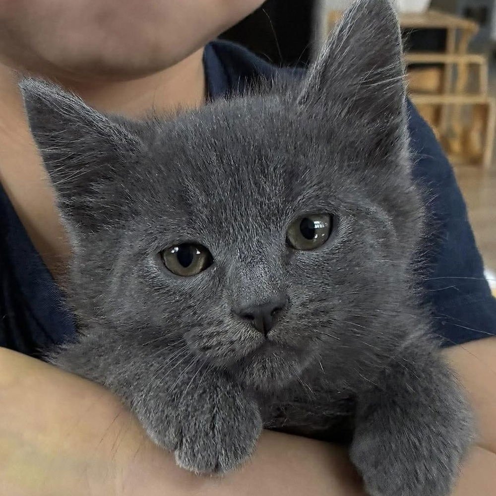 COSMOS - Russian Blue / Domestic Short Hair available for adoption