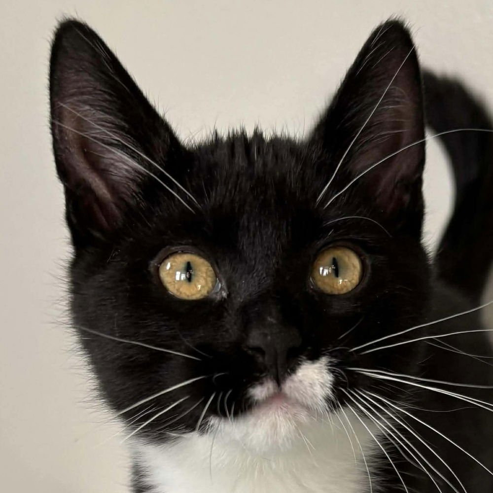 FINGERLING POTATOES - Domestic Short Hair available for adoption