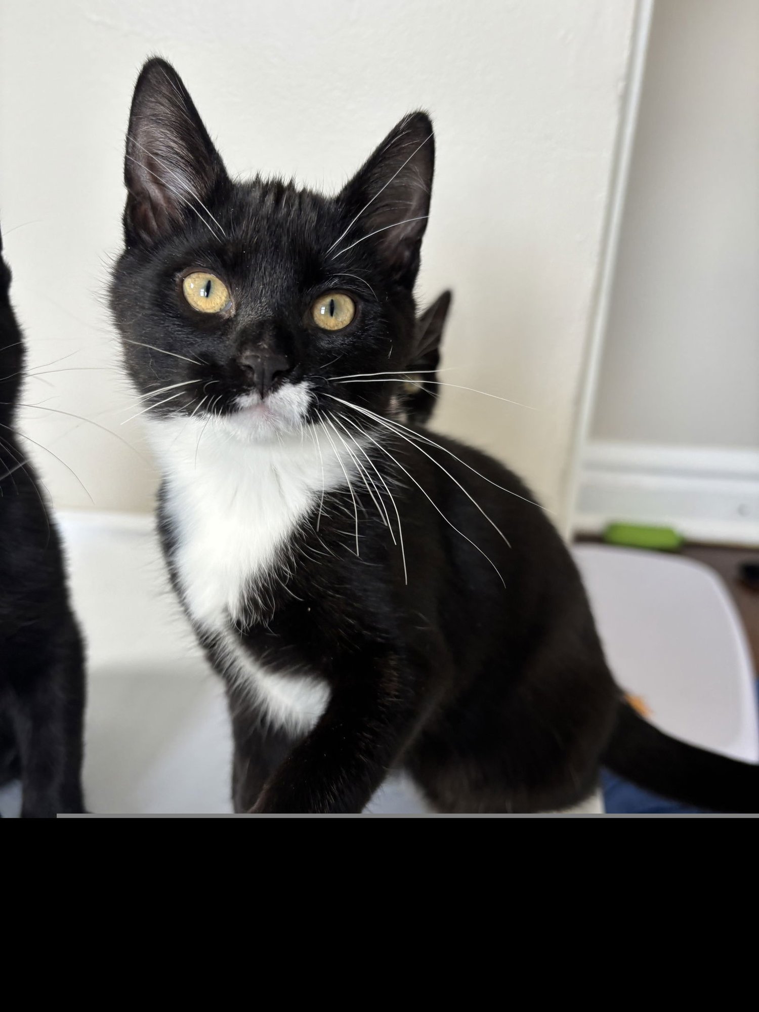 FINGERLING POTATOES - Domestic Short Hair available for adoption