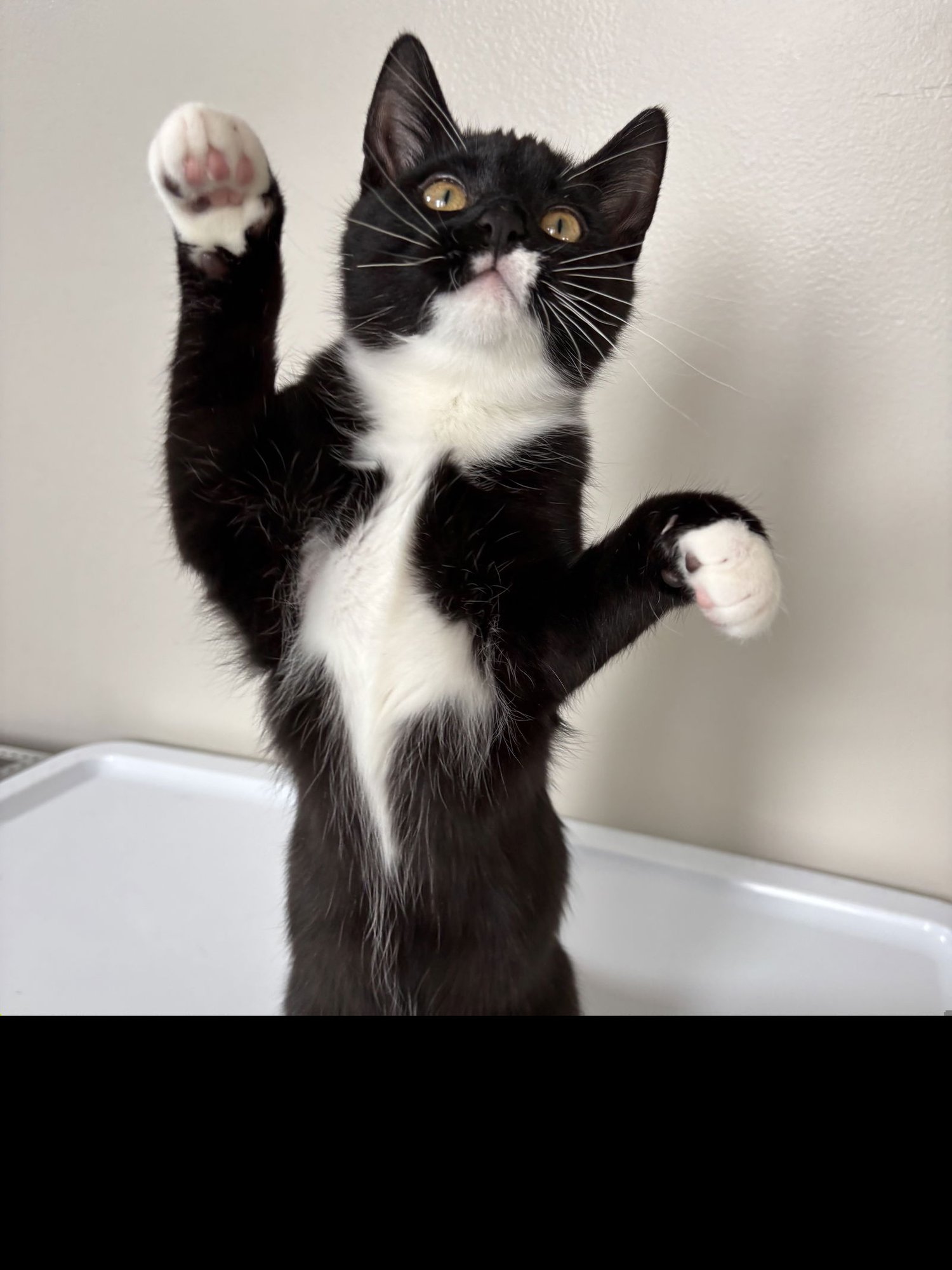 Fingerling Potatoes - Photo 3