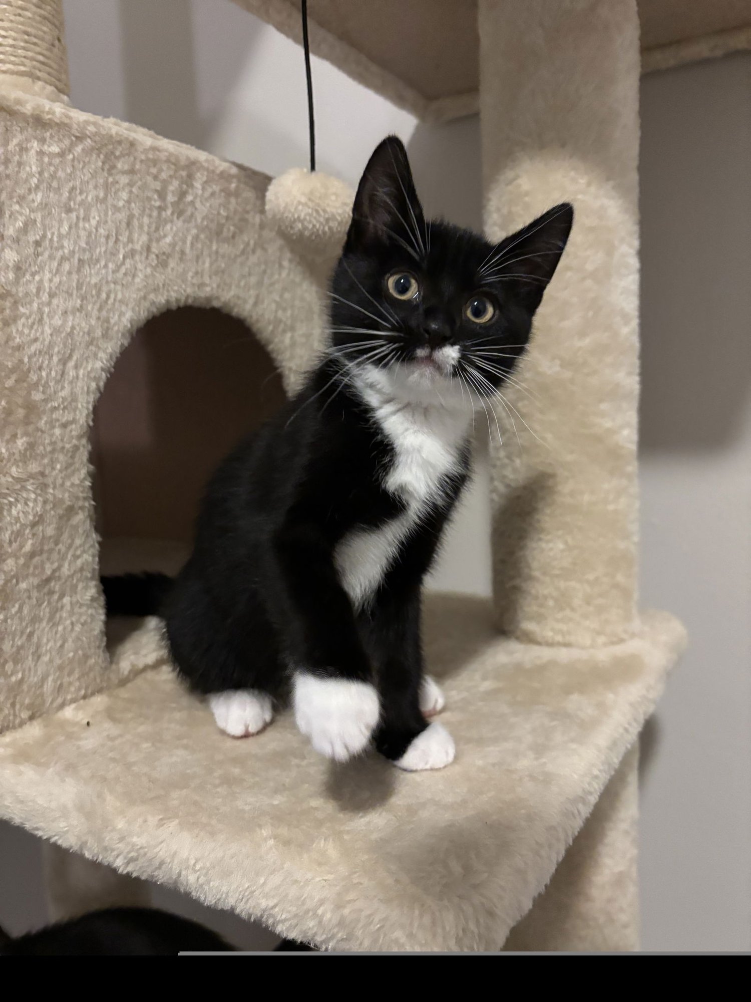 Fingerling Potatoes - Photo 4