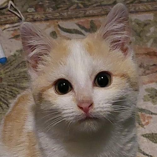 DOVE - Domestic Short Hair available for adoption