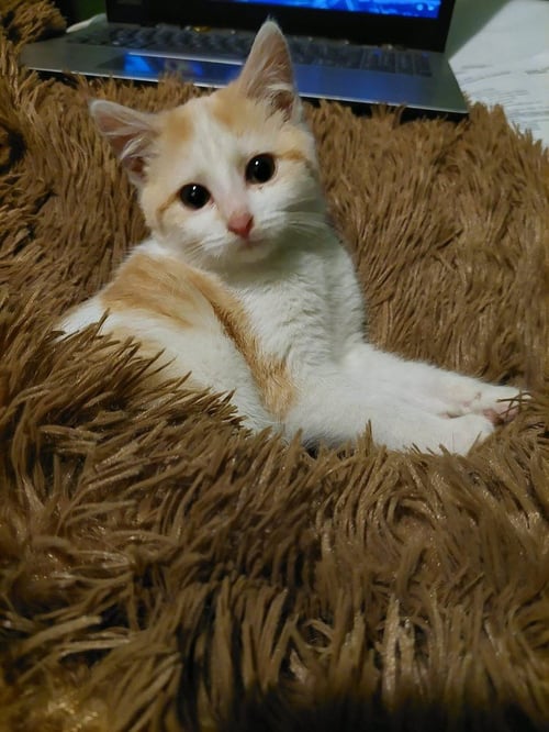 DOVE - Domestic Short Hair available for adoption