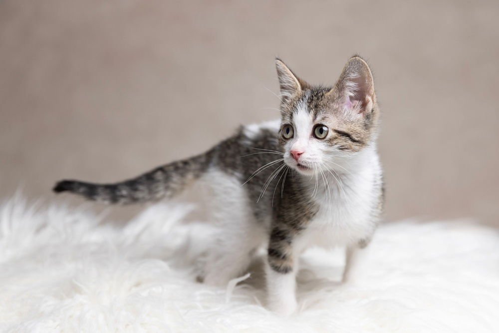 LAYLA - Domestic Short Hair available for adoption