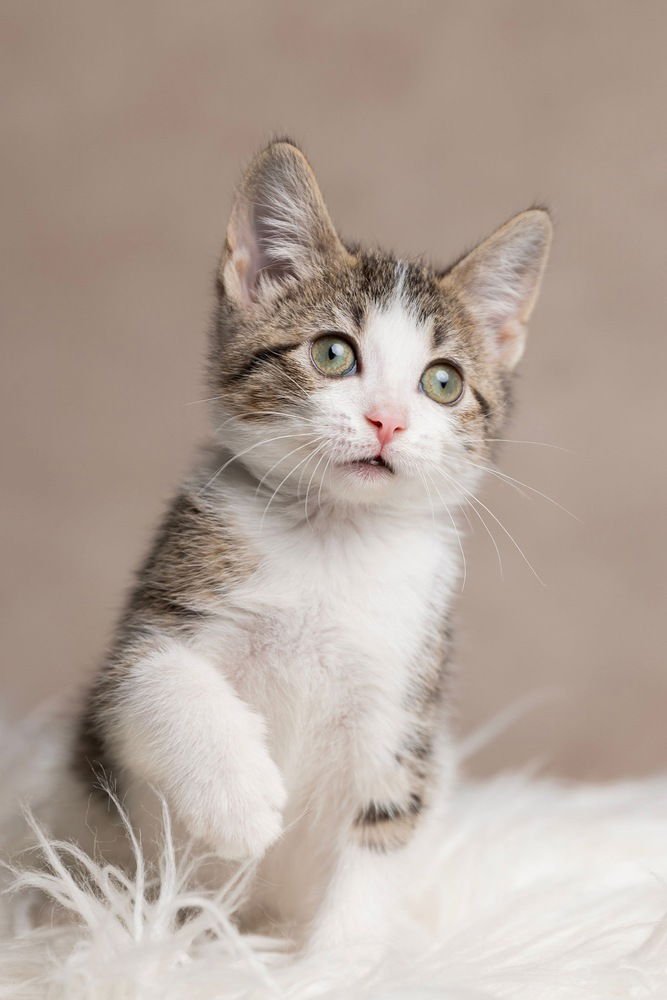 LAYLA - Domestic Short Hair available for adoption