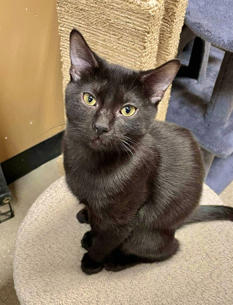 DRACO - Domestic Short Hair available for adoption