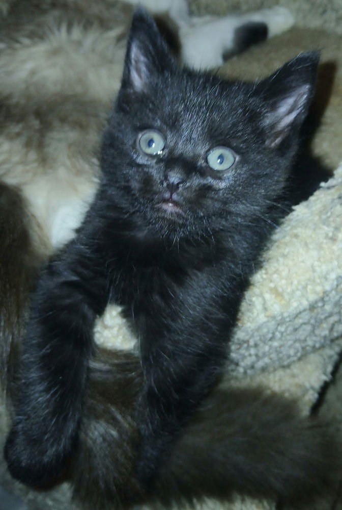 BEATRIX - Domestic Short Hair available for adoption