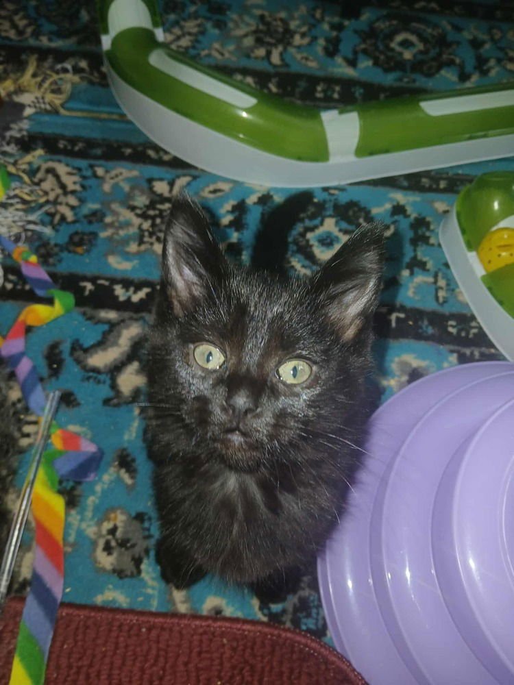 BEATRIX - Domestic Short Hair available for adoption