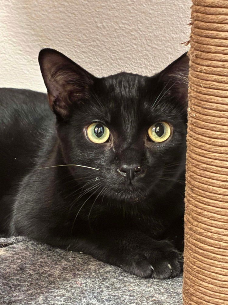 MIRANDO (AKA WOODY) - Domestic Short Hair available for adoption