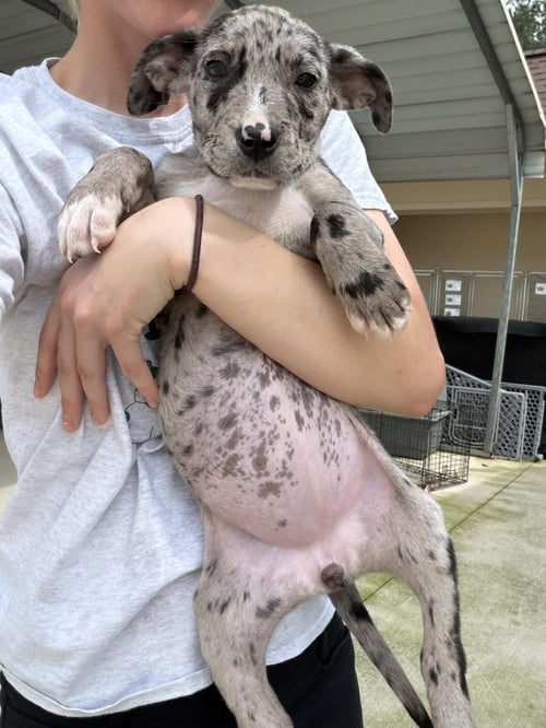 POPPY - Catahoula Leopard Dog for adoption in Mobile