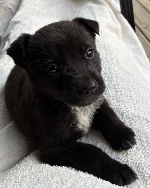 BRIA - Terrier for adoption in Mobile