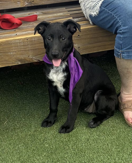 BRIA - Terrier available for adoption