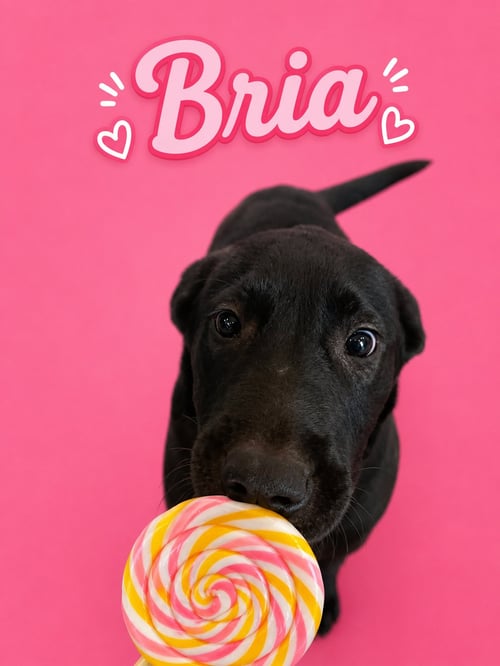 BRIA - Terrier available for adoption
