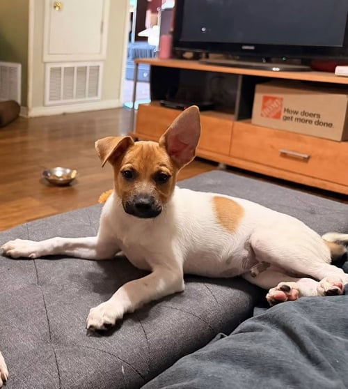 ATLAS - Jack Russell Terrier available for adoption