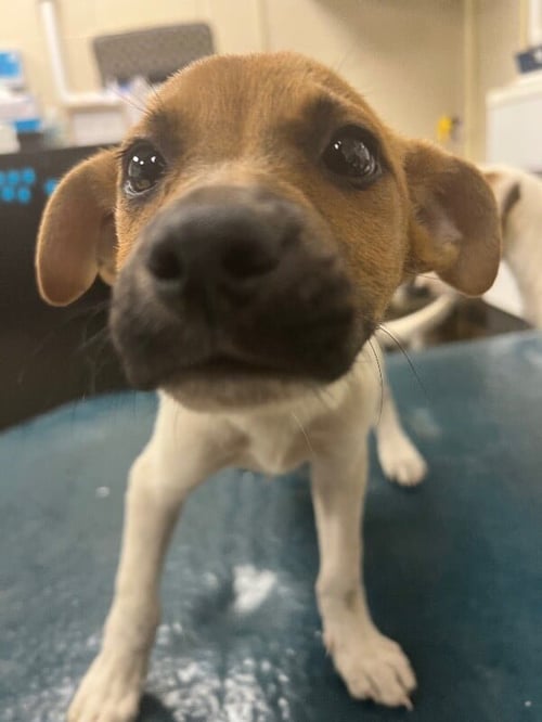 ATLAS - Jack Russell Terrier available for adoption