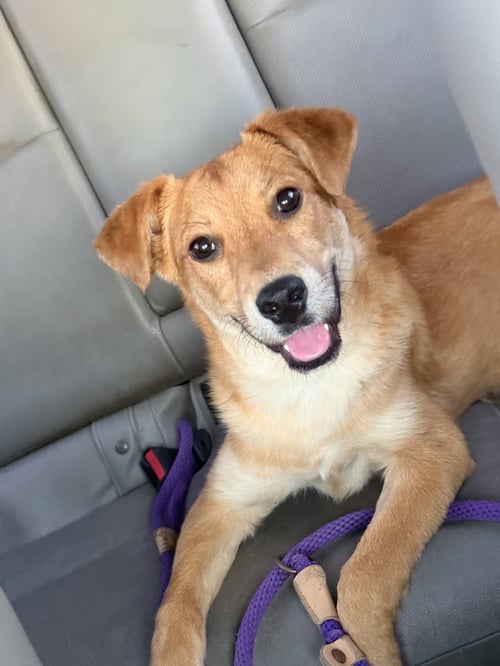 LIVI - Collie available for adoption