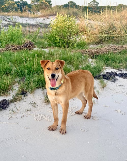 LIVI - Collie available for adoption