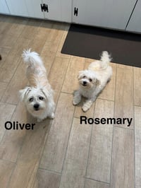 Oliver - Photo 1