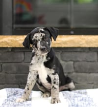 Frost - Photo 1