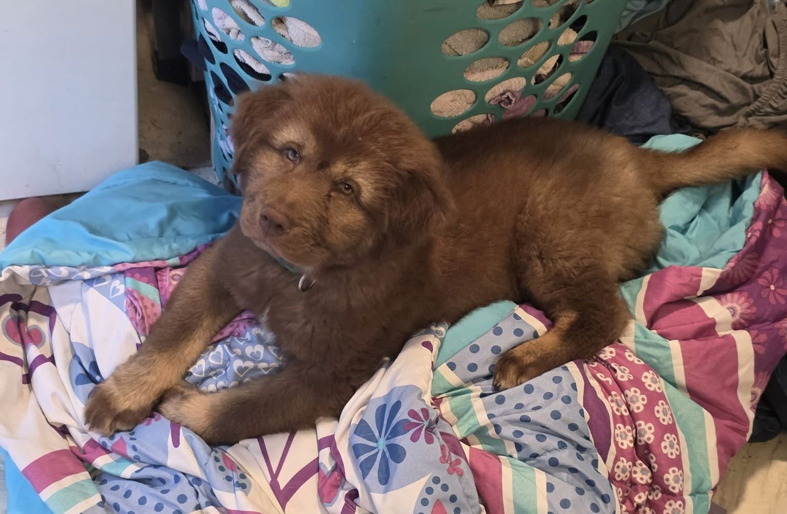 REMY - Unknown available for adoption