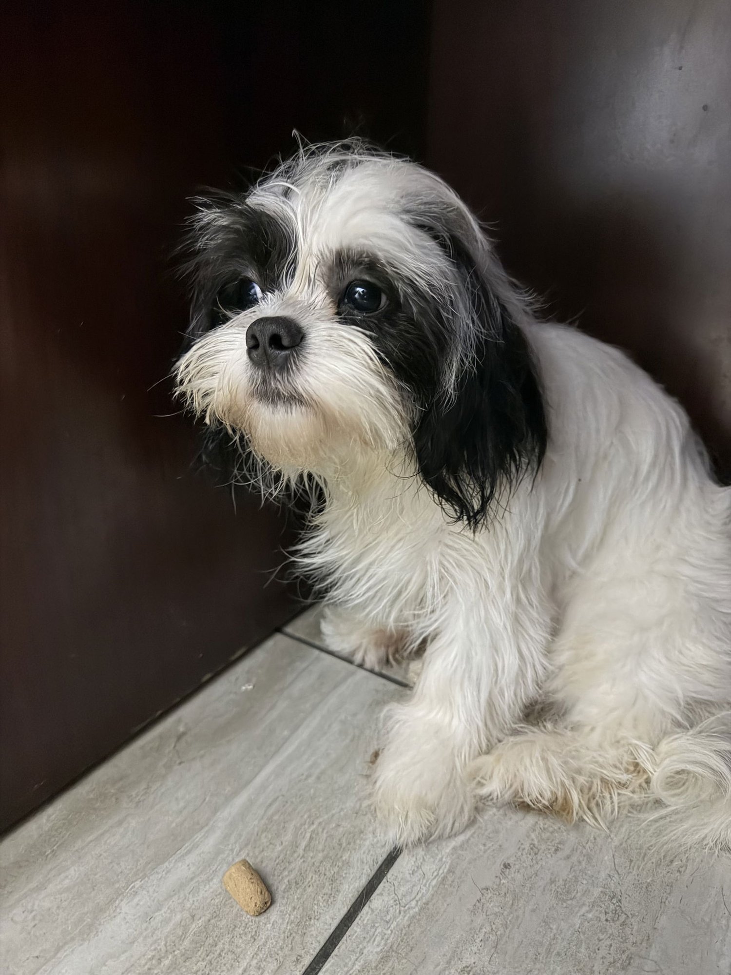 GIZMO - Shih Tzu available for adoption