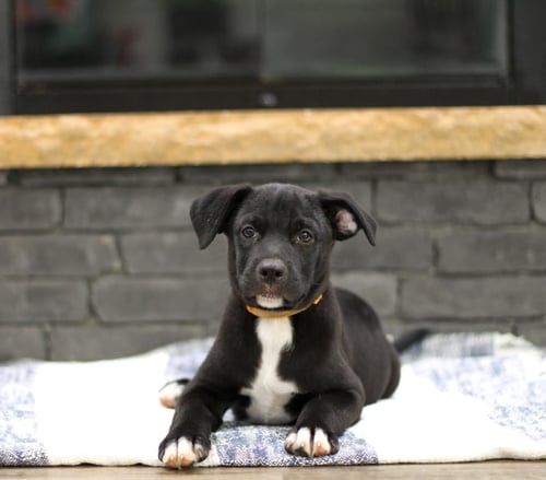 RAVIOLI - Unknown available for adoption