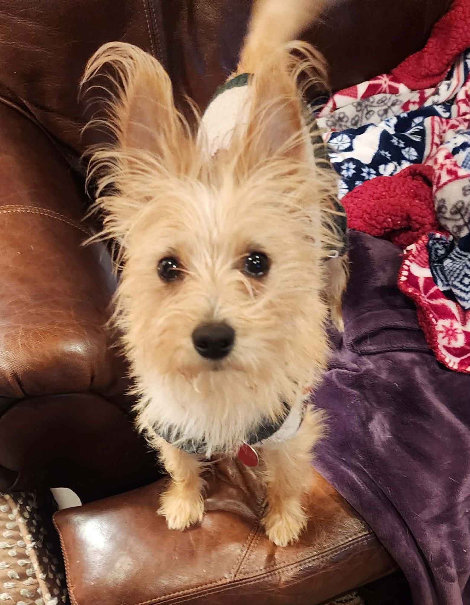 MUFFIN - Yorkshire Terrier Yorkie available for adoption