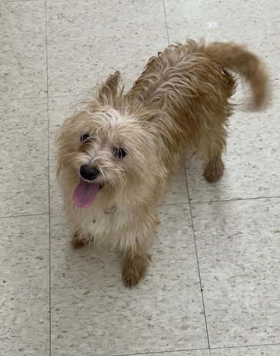 MUFFIN - Yorkshire Terrier Yorkie available for adoption