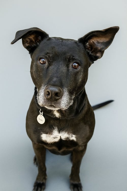 MONA - Labrador Retriever available for adoption