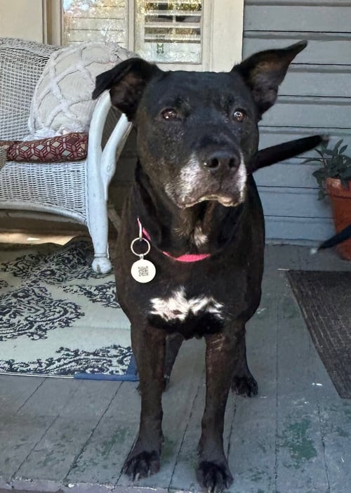 MONA - Labrador Retriever available for adoption