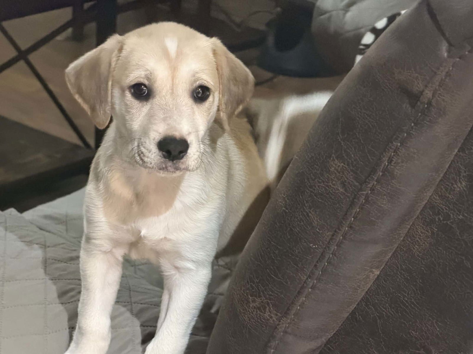 MARS - Golden Retriever / English Pointer available for adoption