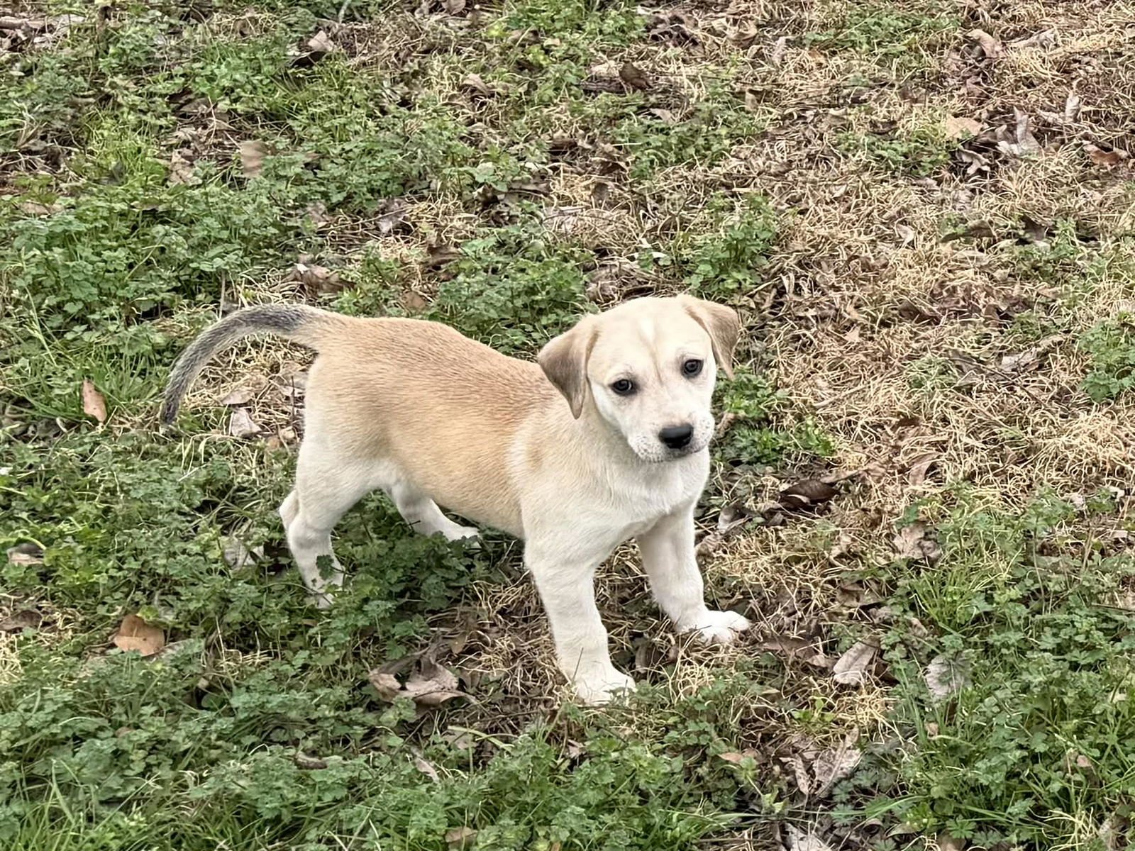 MARS - Golden Retriever / English Pointer available for adoption