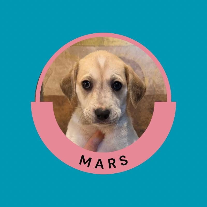 Mars - Photo 4
