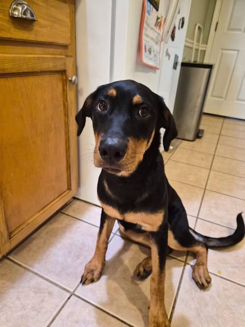 ZELDA - Unknown available for adoption