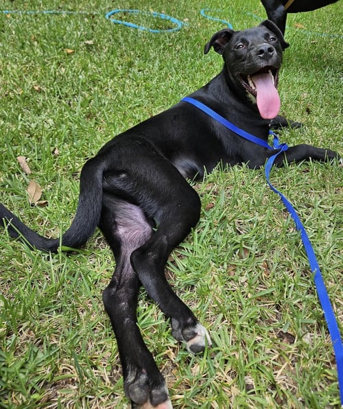 LEO - Labrador Retriever / American Bulldog available for adoption