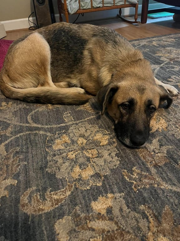 Maple Shep Image