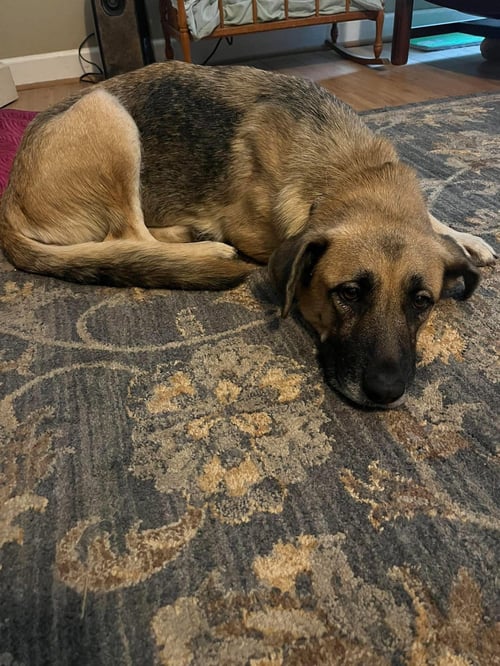 MAPLE SHEP - Shepherd available for adoption