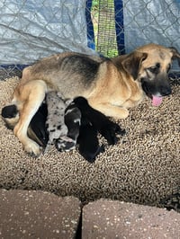 Maple Shep - Photo 3