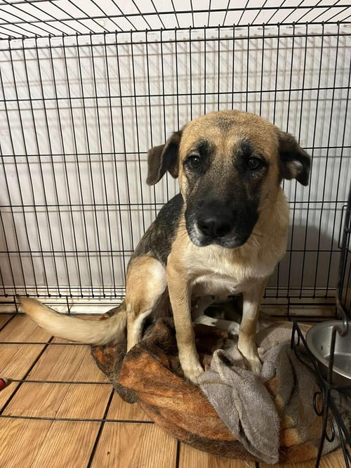 MAPLE SHEP - Shepherd available for adoption