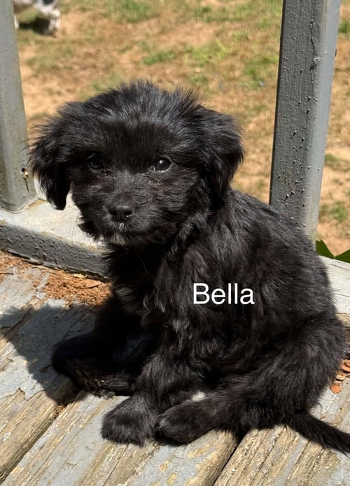 BELLA