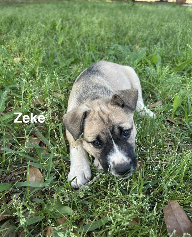 Zeke Image