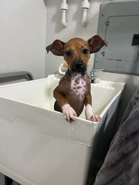 Pebbles (aka Beans) - Photo 2