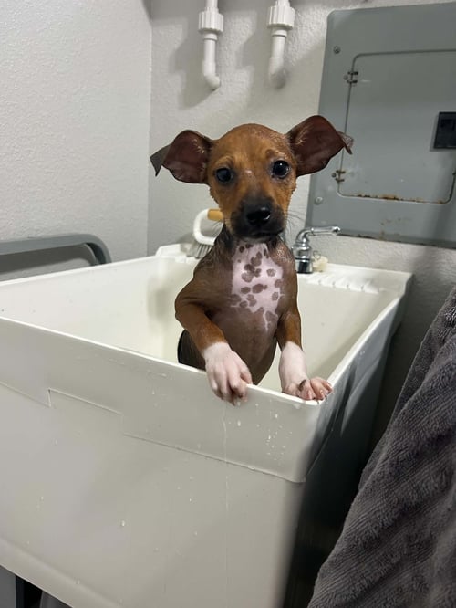 PEBBLES (AKA BEANS) - Unknown available for adoption