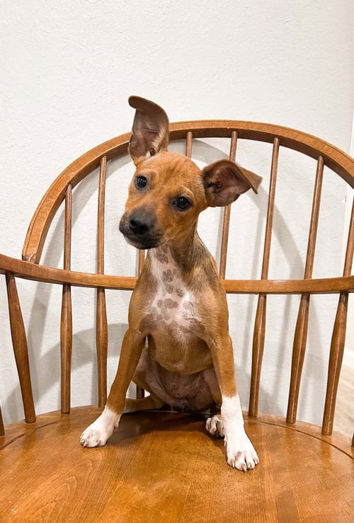 PEBBLES (AKA BEANS) - Unknown available for adoption