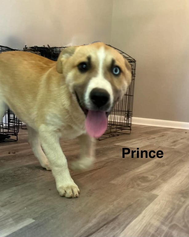 Prince Image
